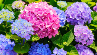ヤトッチ　紫陽花の花びら ヤトッチ 紫陽花の花びら mqdefault.jpg